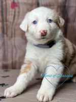 Australian Shepherd Puppies for sale in Upton, KY 42784, USA. price: $850