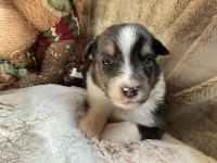 Australian Shepherd Puppies for sale in Bethany, CT 06524, USA. price: $1,200
