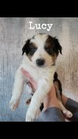 Australian Shepherd Puppies for sale in Onamia, Minnesota. price: $700