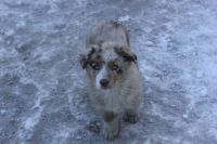 Australian Shepherd Puppies for sale in Evergreen, Colorado. price: $500