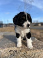 Australian Shepherd Puppies for sale in Sauk Rapids, Minnesota. price: $300