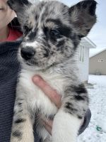 Australian Shepherd Puppies for sale in Idaho Falls, Idaho. price: $400