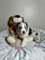 Australian Shepherd Puppies for sale in Brooksville, FL 34601, USA. price: $1,700