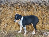 Australian Shepherd Puppies for sale in Emmett, Idaho. price: NA
