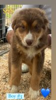 Australian Shepherd Puppies for sale in Norco, CA 92860, USA. price: $600