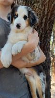 Australian Shepherd Puppies for sale in Ocala, FL, USA. price: $450