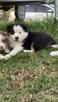 Australian Shepherd Puppies for sale in Maitland, New South Wales. price: NA