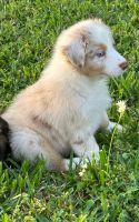 Australian Shepherd Puppies for sale in Richmond, Texas. price: $800