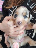 Australian Shepherd Puppies for sale in Menifee, California. price: $700,900