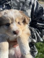 Australian Shepherd Puppies for sale in Fresno, California. price: $600,800