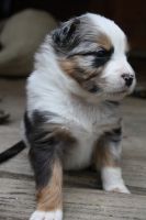 Australian Shepherd Puppies for sale in Waterboro, Maine. price: $2,500