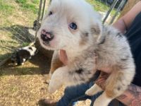 Australian Shepherd Puppies for sale in Lewisburg, Tennessee. price: $400