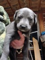 Australian Shepherd Puppies for sale in Vernal, Utah. price: NA