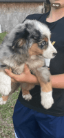 Australian Shepherd Puppies for sale in Chiefland, FL 32626, USA. price: $600