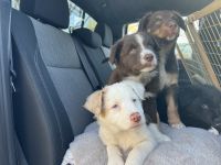 Australian Shepherd Puppies for sale in Valley Center, Kansas. price: $350