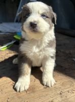 Australian Shepherd Puppies for sale in Sacramento, CA, USA. price: $900