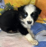 Australian Shepherd Puppies for sale in Asheboro, North Carolina. price: $500