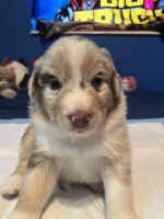 Australian Shepherd Puppies for sale in St. Augustine, Florida. price: NA