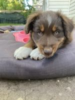 Australian Shepherd Puppies for sale in Austin, Texas. price: $600