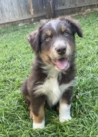 Australian Shepherd Puppies for sale in Austin, Texas. price: $600