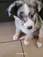 Australian Shepherd Puppies for sale in Amarillo, Texas. price: $300
