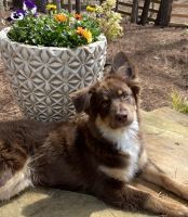 Australian Shepherd Puppies for sale in Canton, Georgia. price: $400
