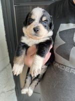 Australian Shepherd Puppies for sale in Holiday, FL, USA. price: $700