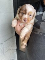 Australian Shepherd Puppies for sale in Holiday, FL, USA. price: $1,100