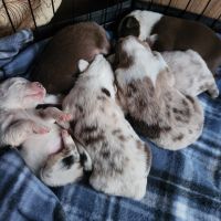 Australian Shepherd Puppies for sale in Walnut Cove, North Carolina. price: $500