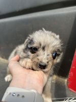 Australian Shepherd Puppies for sale in Pittsburg, Texas. price: NA