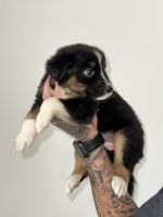 Australian Shepherd Puppies for sale in Miami, FL, USA. price: $600