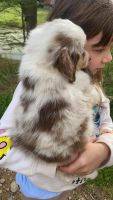 Australian Shepherd Puppies for sale in Concord, North Carolina. price: NA
