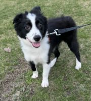 Australian Shepherd Puppies for sale in Cleveland, Ohio. price: NA