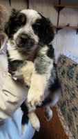 Australian Shepherd Puppies for sale in Delmar, Delaware. price: $350