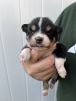 Australian Shepherd Puppies for sale in Holiday, FL, USA. price: $700
