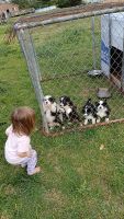 Australian Shepherd Puppies for sale in Ringgold, Virginia. price: $500