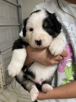 Australian Shepherd Puppies for sale in Visalia, CA, USA. price: $700