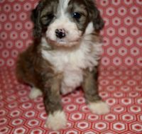 Australian Shepherd Puppies for sale in Phoenix, AZ, USA. price: $750