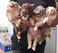 Australian Shepherd Puppies for sale in Baldwin Park, California. price: NA