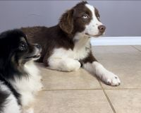 Australian Shepherd Puppies for sale in Laredo, Texas. price: $800