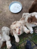 Australian Shepherd Puppies for sale in Jacksonville, Florida. price: NA