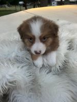 Australian Shepherd Puppies for sale in Helotes, Texas. price: NA