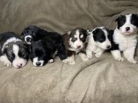 Australian Shepherd Puppies for sale in Asheboro, North Carolina. price: $600