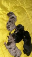 Australian Shepherd Puppies for sale in Timberville, Virginia. price: NA