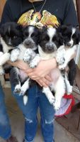 Australian Shepherd Puppies for sale in Mesa, Arizona. price: $500