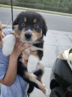 Australian Shepherd Puppies for sale in Davenport, Florida. price: NA