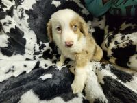 Australian Shepherd Puppies for sale in Willow Springs, Missouri. price: $300