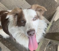 Australian Shepherd Puppies for sale in Knoxville, Tennessee. price: NA