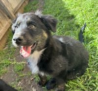 Australian Shepherd Puppies for sale in Austin, Texas. price: $500