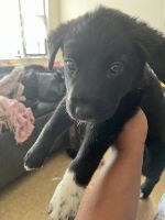 Australian Shepherd Puppies for sale in Corona, New York. price: $1,200